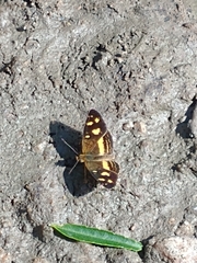 Telenassa berenice