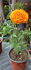 Tagetes erecta