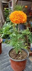 Tagetes erecta