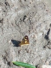 Telenassa berenice