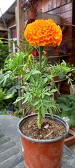 Tagetes erecta