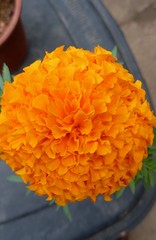 Tagetes erecta