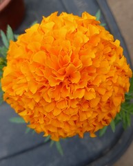 Tagetes erecta