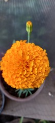 Tagetes erecta