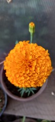 Tagetes erecta