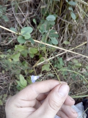 Salvia chalarothyrsa