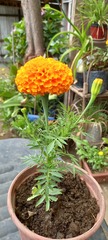Tagetes erecta