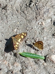 Telenassa berenice