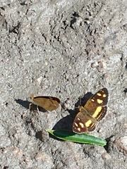 Telenassa berenice
