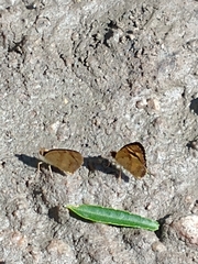 Telenassa berenice