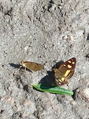 Telenassa berenice