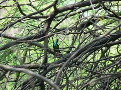 Chlorostilbon lucidus