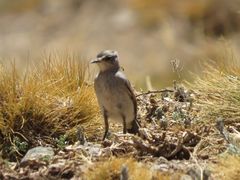 Muscisaxicola frontalis