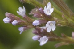Verbena carolina