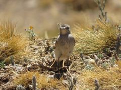 Muscisaxicola frontalis