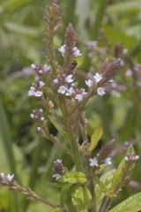 Verbena carolina