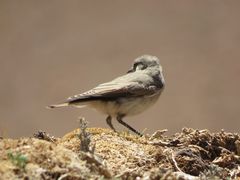 Muscisaxicola frontalis