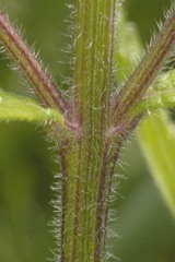 Verbena carolina