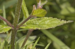 Verbena carolina