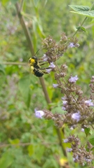 Bombus wilmattae