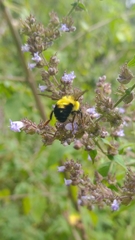Bombus wilmattae