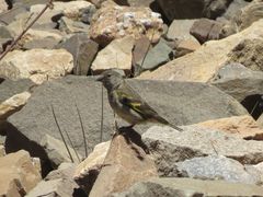 Spinus crassirostris