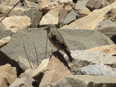 Spinus crassirostris