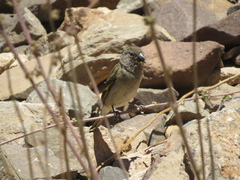 Spinus crassirostris