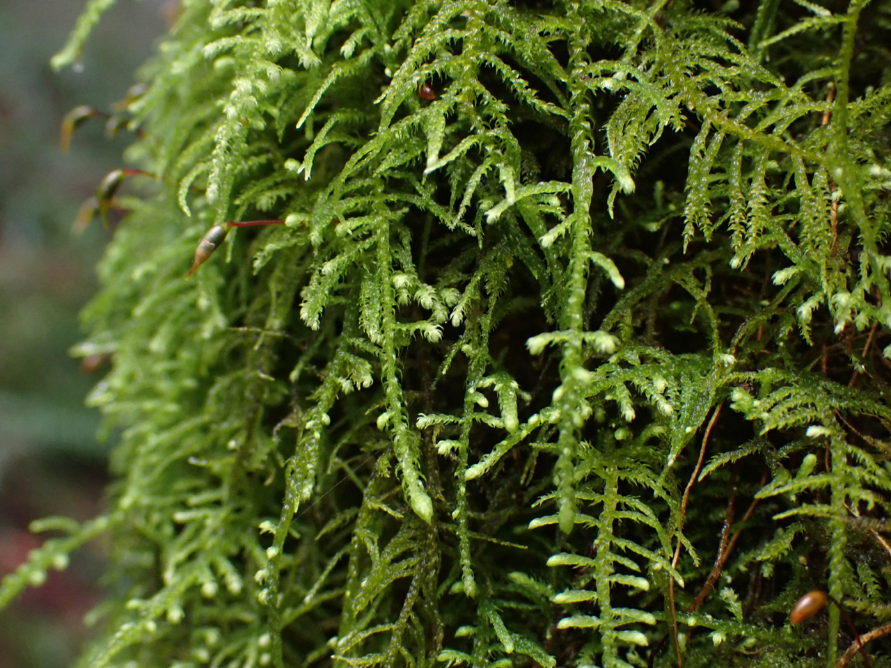 Claopodium crispifolium