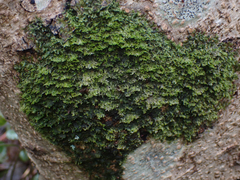 Metzgeria consanguinea