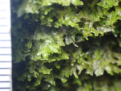 Metzgeria consanguinea