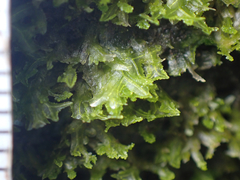 Metzgeria consanguinea