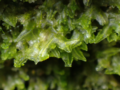 Metzgeria consanguinea