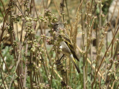Spinus crassirostris