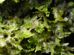 Metzgeria consanguinea