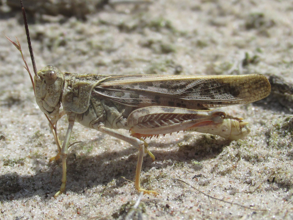 Sandhills Band-wing Grasshopper