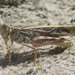 Sandhills Band-wing Grasshopper - Photo (c) Mathew L. Brust, some rights reserved (CC BY-NC), uploaded by Mathew L. Brust