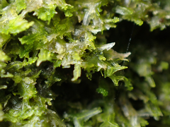Metzgeria consanguinea