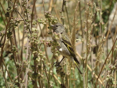 Spinus crassirostris