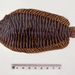 Narrowbanded Sole - Photo (c) Ken Graham, some rights reserved (CC BY-NC), uploaded by Ken Graham