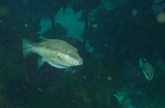 Canthigaster callisterna
