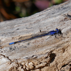 Argia extranea
