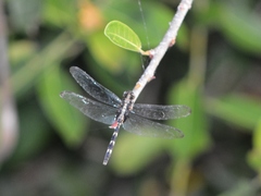 Erythemis plebeja