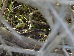 Ameiva praesignis