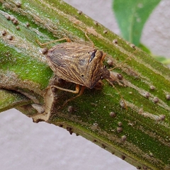 Agroecus griseus