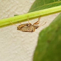 Agroecus griseus