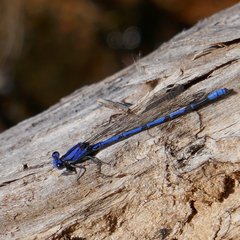 Argia extranea