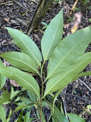 Nectandra coriacea