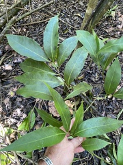 Nectandra coriacea