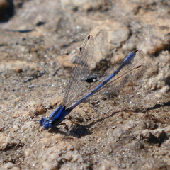 Argia extranea